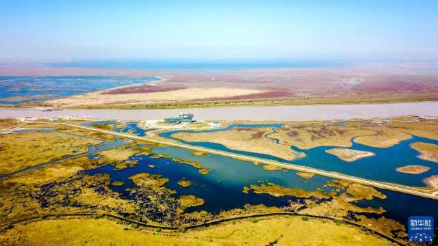 (新华全媒+ )湿地之美丨山东黄河三角洲湿地