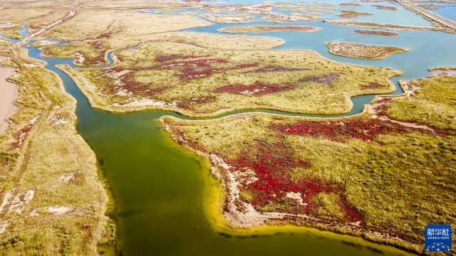 (新华全媒+ )湿地之美丨山东黄河三角洲湿地