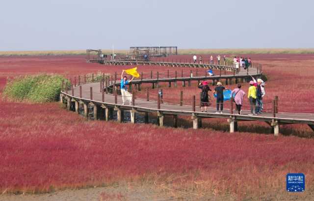 湿地之美丨辽宁辽河三角洲湿地