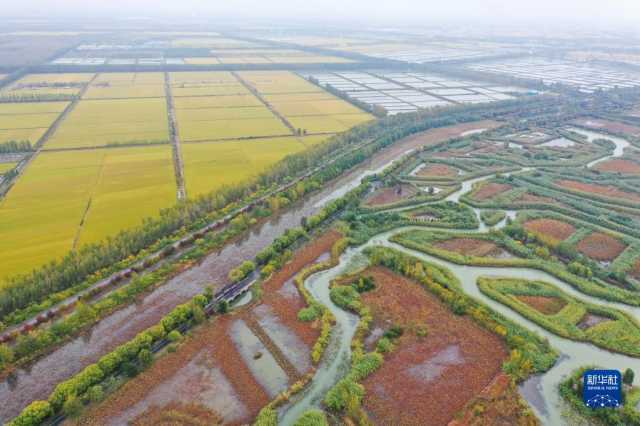 江苏泗洪：洪泽湖湿地秋意浓