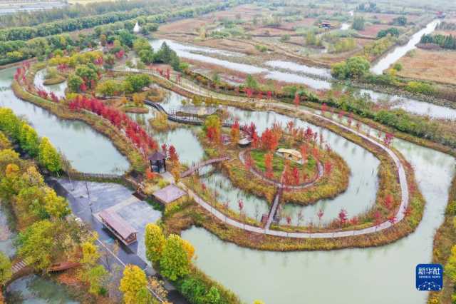 江苏泗洪：洪泽湖湿地秋意浓