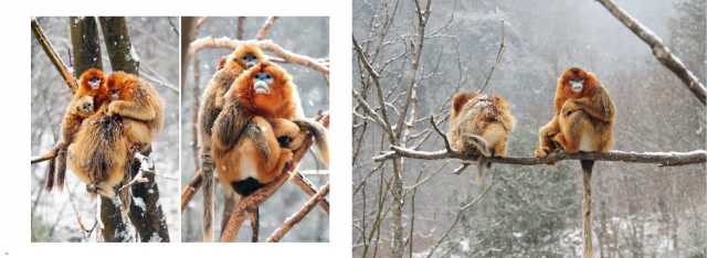 这家养蜂企业承诺，拒绝产销含珍稀濒危野生动物成分制品