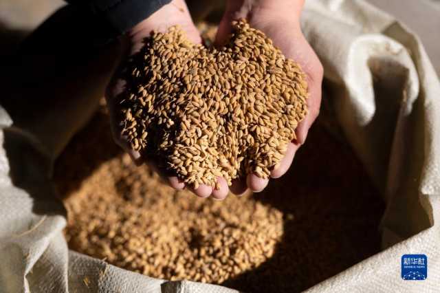 新华全媒+丨中国产粮第一大省秋粮收购有序展开