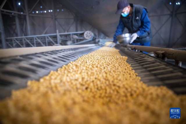 新华全媒+丨中国产粮第一大省秋粮收购有序展开
