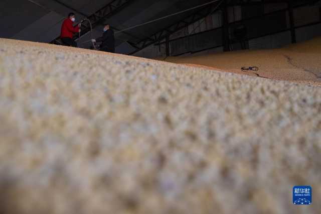 新华全媒+丨中国产粮第一大省秋粮收购有序展开