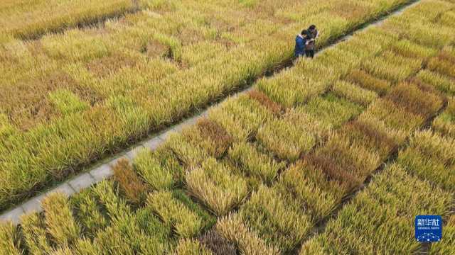 新华全媒+丨科技育种路 追梦不止步 新华全媒+丨科技育种路 追梦不止步