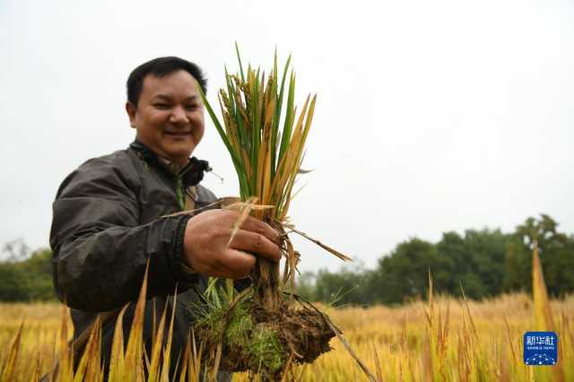 新华全媒+丨科技育种路 追梦不止步 新华全媒+丨科技育种路 追梦不止步