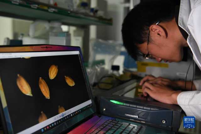 新华全媒+丨科技育种路 追梦不止步 新华全媒+丨科技育种路 追梦不止步