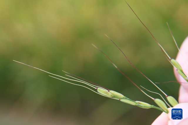 新华全媒+丨科技育种路 追梦不止步 新华全媒+丨科技育种路 追梦不止步