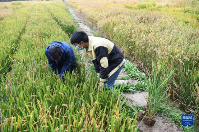 新华全媒+丨科技育种路 追梦不止步 新华全媒+丨科技育种路 追梦不止步