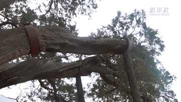新华全媒+丨科学守护 北京古树焕新生 新华全媒+丨科学守护 北京古树焕新生