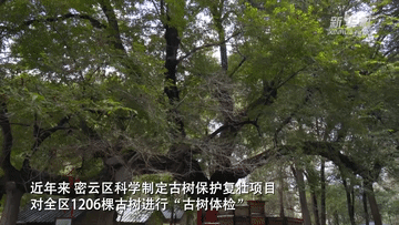 新华全媒+丨科学守护 北京古树焕新生 新华全媒+丨科学守护 北京古树焕新生