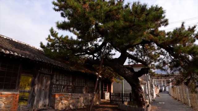 新华全媒+丨科学守护 北京古树焕新生 新华全媒+丨科学守护 北京古树焕新生