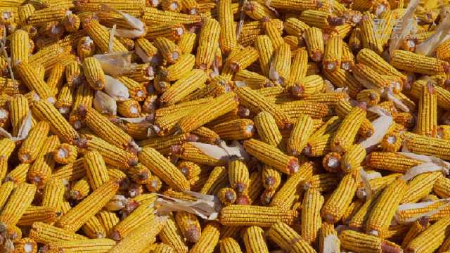 新华全媒+丨黑龙江牡丹江：玉米收获超500万亩