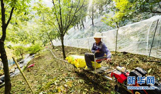 乡村振兴在行动｜安徽宁国：“小山变大山” 致富路更宽