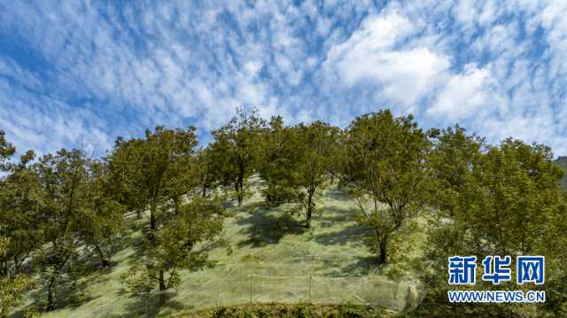 乡村振兴在行动｜安徽宁国：“小山变大山” 致富路更宽