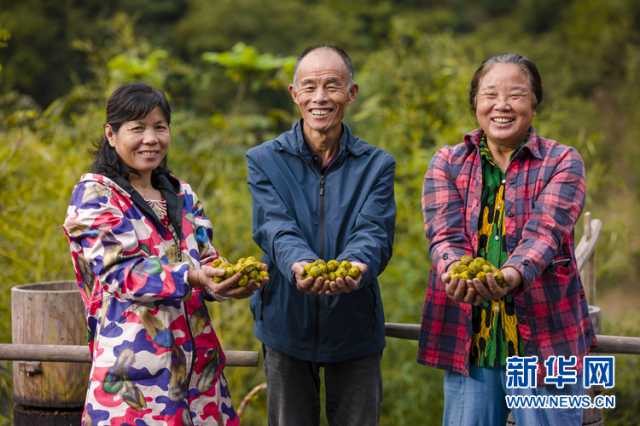 乡村振兴在行动｜安徽宁国：“小山变大山” 致富路更宽