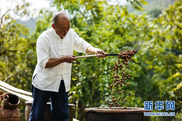 乡村振兴在行动｜安徽宁国：“小山变大山” 致富路更宽