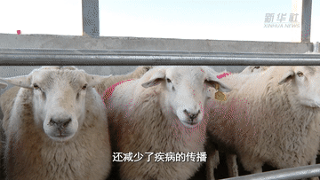 新华全媒+｜新疆昭苏：牲畜品种改良 助推畜牧业高质量发展