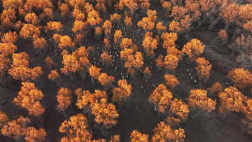 新华全媒+｜浅红深黄秋意浓 新疆1700万亩胡杨林迎来最佳观赏季