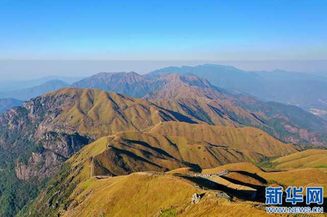 江西武功山：金色高山草甸 描绘秋日风光