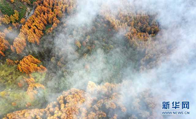 【“飞阅”中国】在梨子坪森林公园赴一场秋日之约