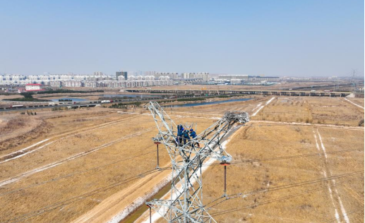 环境好不好，鸟儿最知道！黑天鹅东营安家