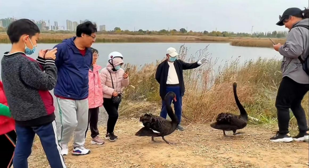 环境好不好，鸟儿最知道！黑天鹅东营安家