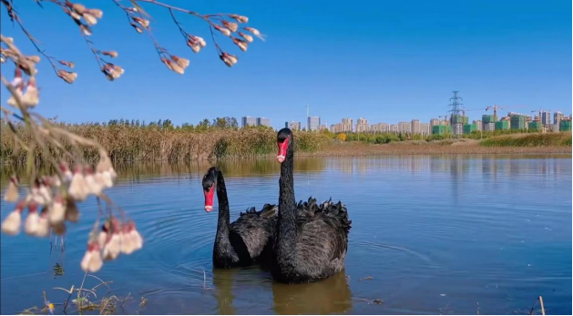 环境好不好，鸟儿最知道！黑天鹅东营安家