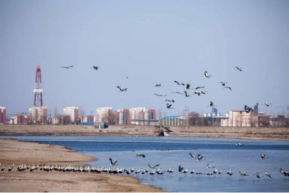 环境好不好，鸟儿最知道！黑天鹅东营安家