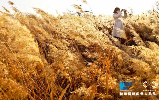 【“飞阅”中国】戈壁湿地：碧波荡漾 芦苇流金