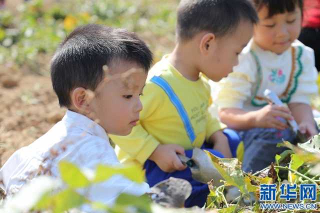 萌娃化身“小农夫”“田间课堂”挖红薯