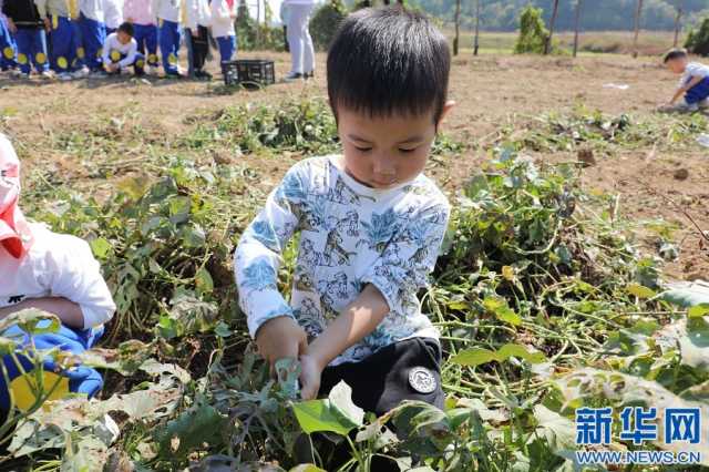 萌娃化身“小农夫”“田间课堂”挖红薯