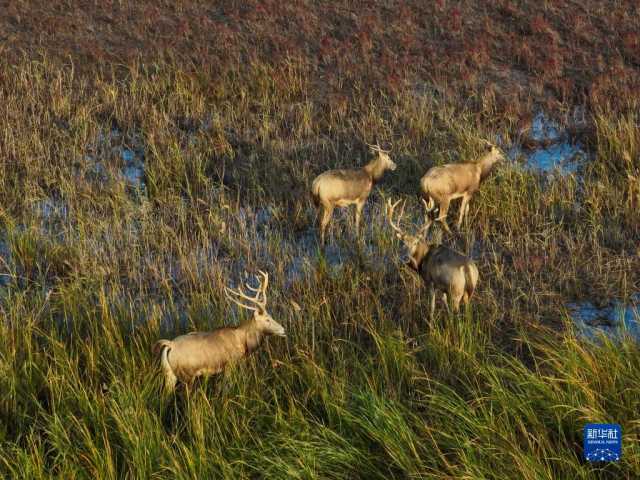 大美湿地城市｜盐城