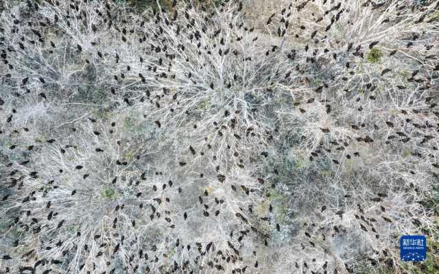 大美湿地城市｜盐城