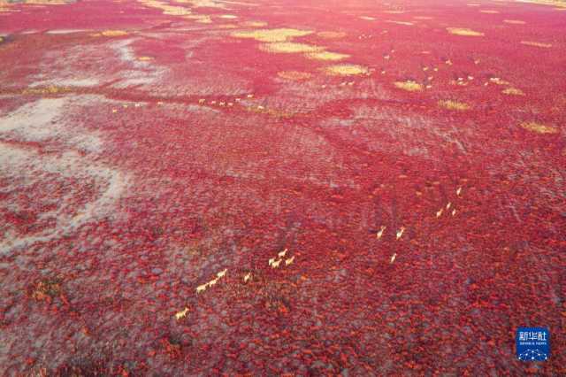 大美湿地城市｜盐城