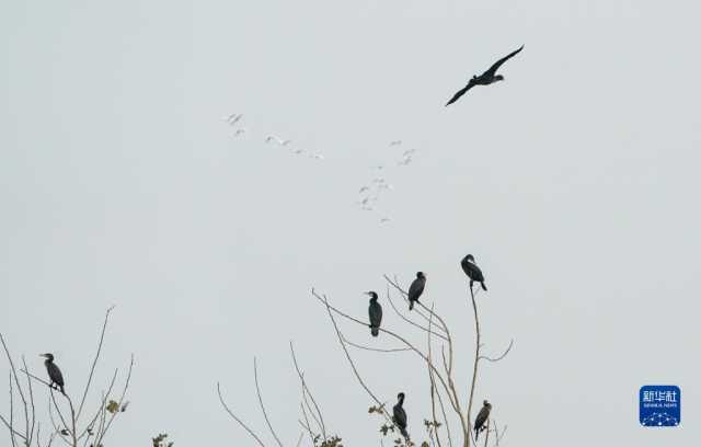 大美湿地城市｜盐城