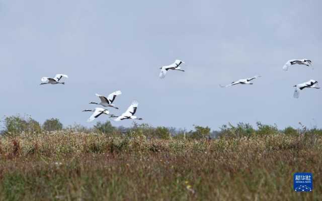 大美湿地城市｜盐城