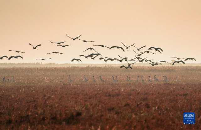 大美湿地城市｜盐城