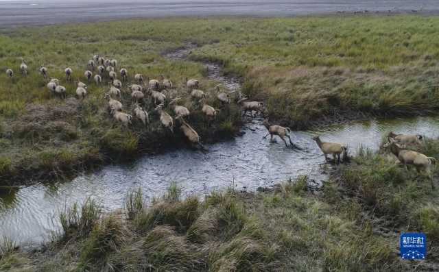 大美湿地城市｜盐城