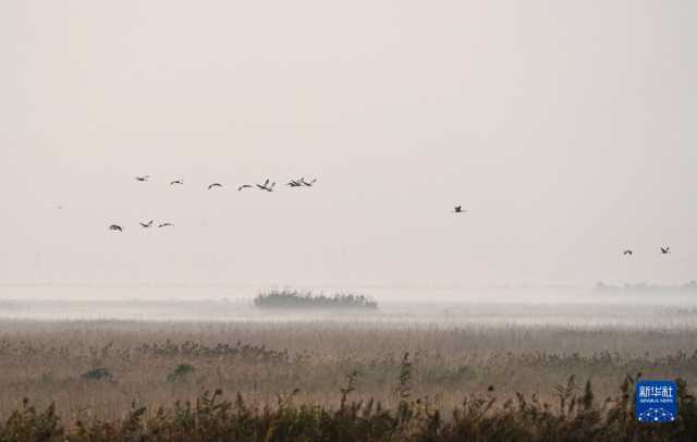 大美湿地城市｜盐城