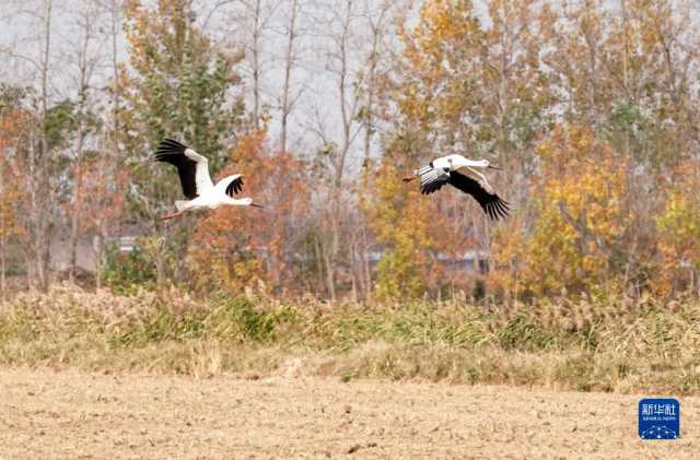 大美湿地城市｜盐城