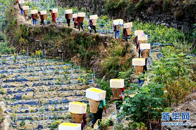 【“飞阅”中国】景美业兴幸福来：武陵山乡的冬日美好