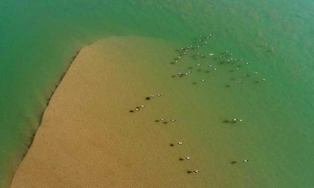 新华全媒+丨“塞上湖城”银川：湿地生态好 候鸟纷纷来