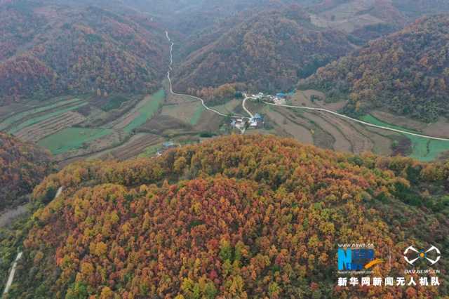 【“飞阅”中国】甘肃陇南：层林尽染披“彩衣”