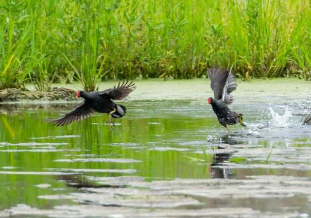 新华全媒+|昔日水草难长 今朝候鸟翔集——冀北老矿区湿地生态修复见闻