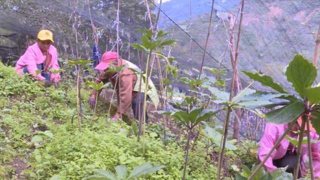 新华视点｜守护无量山西黑冠长臂猿