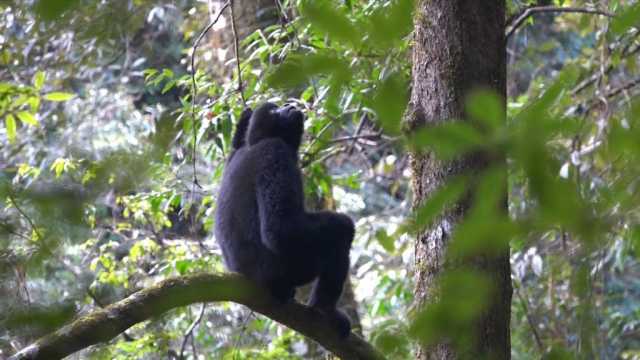 新华视点｜守护无量山西黑冠长臂猿