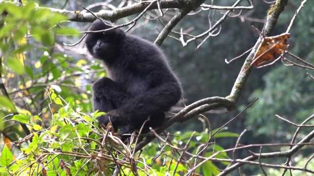 新华视点｜守护无量山西黑冠长臂猿