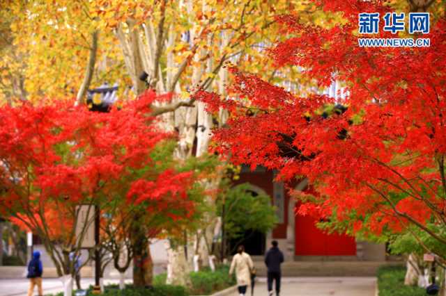 【“飞阅”中国】层林尽染 栖霞胜景宛若彩绘